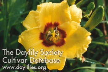 Daylily Siloam June Bug